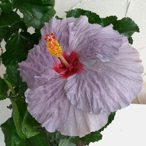 ハイビスカス デニムブルー5号鉢植え