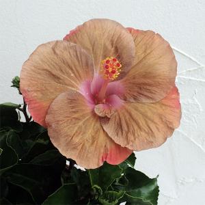 鉢植え ハイビスカス イエローフラミンゴ（レモンフラミンゴ） : 日本