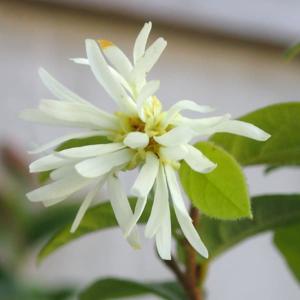 花木 庭木の苗/トキワマンサク：コンパクタ5号ポット｜園芸ネット