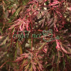 花梅の苗木 鹿児島紅梅 : 植物・園芸専門店 花育通販Yahoo!店 - 通販