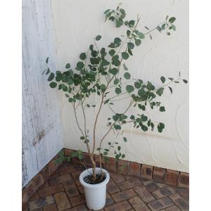 ユーカリ苗の商品一覧 通販 Yahoo ショッピング