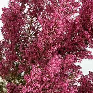 花木 庭木の苗/エリカ：プリティーレッド（ピンク）3.5号ポット