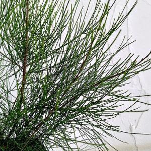 カスアリナ タマモクマオウ 6号ポット苗 : 苗木部 花ひろばオンライン