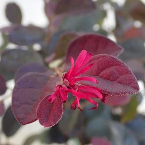 花木 庭木の苗 トキワマンサク 黒美人4号ポット