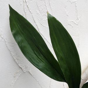 草花の苗 ハラン（葉蘭）青葉3.5−4号ポット