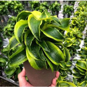 観葉植物 鉢花 苗：バンクシア グランディス*7号 Banksia Grandis
