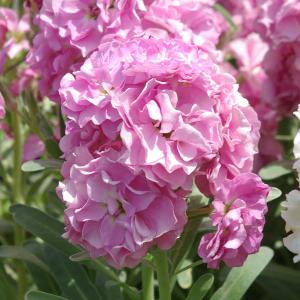 草花の苗 26年9月中下旬予約 ストック 高性ピンク（淡桃色）3号ポット