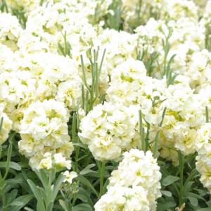 草花の苗 26年9月中下旬予約 ストック 高性ホワイト3号ポット