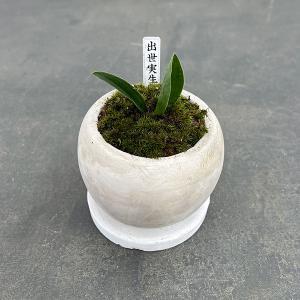 観葉植物 おしゃれ：オモト 万年青*4号 白陶器鉢 受皿付 Mse : 遊恵