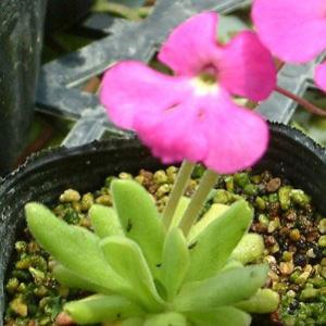 観葉植物 ムシトリスミレ サイクロセクタ(シクロ...の商品画像