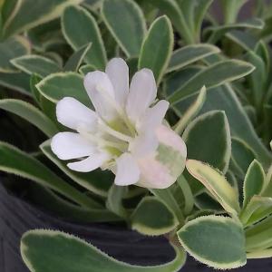 草花の苗 シレネ ドレッツバリエガータ3号ポット