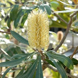 バンクシア ブレクニフォリア 5号スリット鉢植え : 苗木部 花ひろば