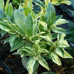 日陰 で 育つ 植物 常緑 低木の商品一覧 通販 Yahoo ショッピング