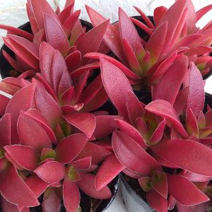 観葉植物 クラッスラ 紅葉祭り（もみじまつり）2.5号ポット