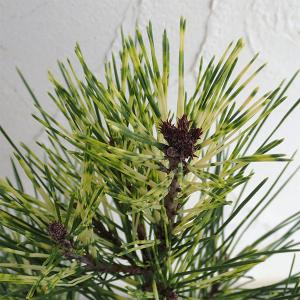 赤松 蛇の目赤松 苗 全高70〜80cm 斑入り 松 6号ポット 盆栽 庭木