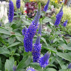 園芸ネット ベロニカ 草花の苗 Yahoo ショッピング