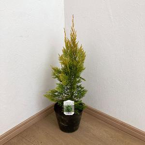 訳あり・在庫処分】ゴールドクレスト 7号鉢植え : 花と緑の専門店 土っ