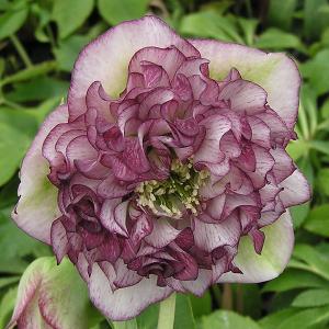 クリスマスローズ ピンクニゲル 広瀬園芸さん 4.5号鉢 送料無料 鉢花