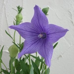 山野草の苗 キキョウ(桔梗） フジブルー（紫花）3号ポット