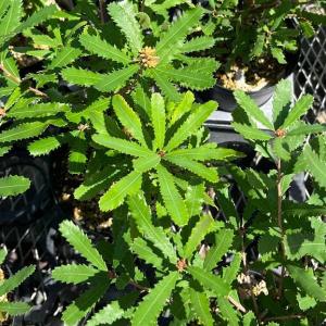 バンクシア メンジーシー 6寸鉢植え : 日本花卉ガーデンセンターYahoo