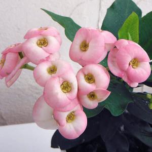 多肉植物 観葉植物 おしゃれ：大輪花キリン シャインキッス