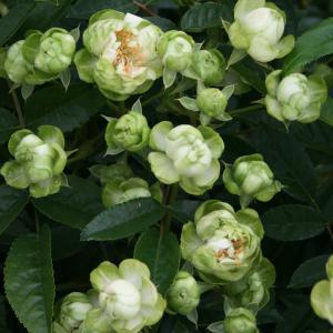 ミニバラ エクレールの商品一覧 通販 Yahoo ショッピング