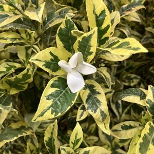 くちなし鉢植え（クチナシガーデニア）白い上品な花と香り 【※花