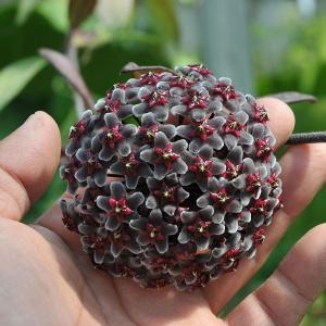 観葉植物 ホヤ プビカリックス ロイヤルハワイアンパープル3号ポット