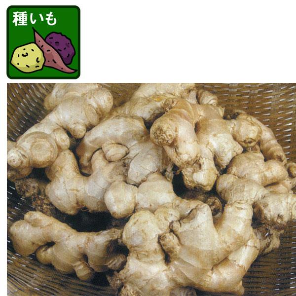 野菜の苗/ショウガ(種生姜)：三州ショウガ180g入り