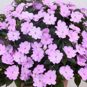 草花の苗/サンパチェンス (R) オーキッド3.5号ポット苗の商品画像