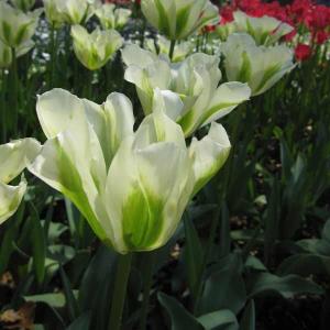 チューリップ スプリンググリーン1球植え芽出し3号深ポット