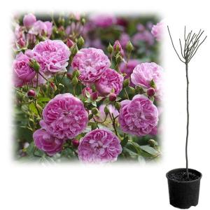 バラ スタンダード 仕立て 苗の商品一覧 通販 Yahoo ショッピング