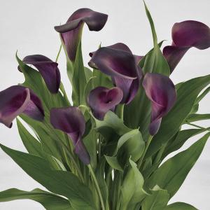 木曜日まで！値下げ！濃グリーンリップ♪2本植え⭐クリスマスローズ、大苗、開花株 予約販売 クリスマスローズ苗 グリーンリップ・利休系 12cmポット 送料