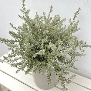 ウエストリンギア/ 938 Amazon.co.jp: ITANSE ウエストリンギア・スモーキーホワイト7号