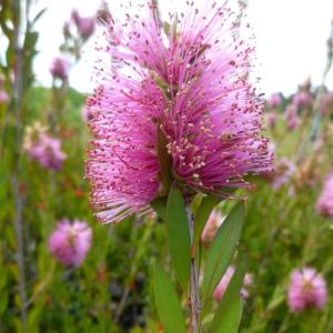 タイサンボク　ケイパレス 植木 矮性 泰山木 タイサンボク ケイパレス 苗木 四季咲き 白い