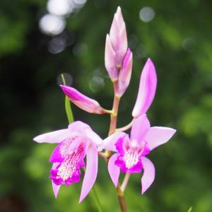 山野草の苗 シラン（紫蘭） チャボシラン 3号ポット