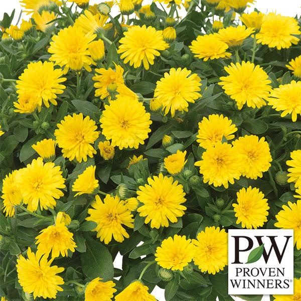 草花の苗 カレンデュラ パワーデイジー・サニー3号ポット