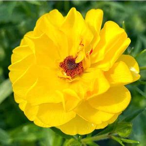 草花の苗/ラナンキュラス：ラックス　ピュタロス２／3.5-4号ポット