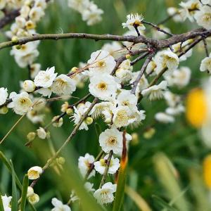 しだれ梅】（白） 接木苗 枝垂れ梅（シダレウメ）[果樹苗木・花梅・は