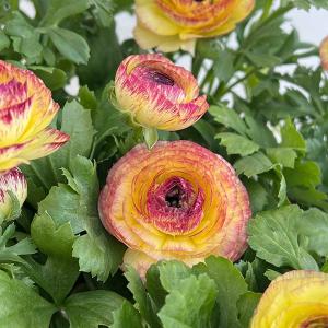 草花の苗/ラナンキュラス：アヤリッチ・ピンクバイカラー系3.5号ポット