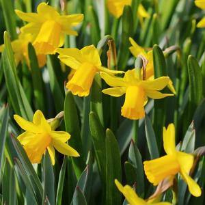 （わけあり特価）水仙 テータテート4号ポット8球植え