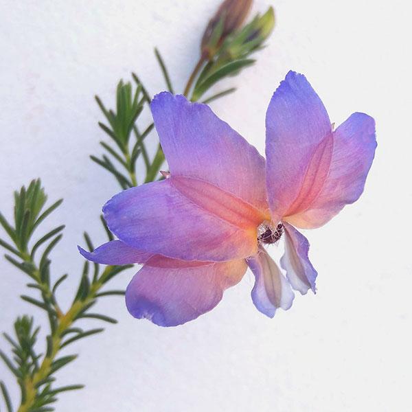 草花の苗 初恋草（ハツコイソウ） ムーンバリモア3号ポット