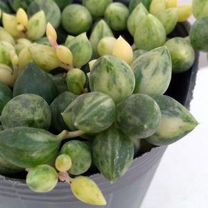 観葉植物 セネシオ エンジェルティアーズ 2.5号ポット