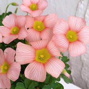 クリスマスローズ開花株 DDアフロディーテプリマヴェーラ 196 現品限り