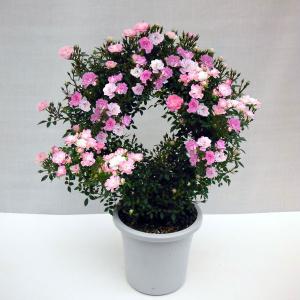 孔雀サボテン ホワイトマジック 白花 5号鉢 多肉植物 充実株 250610