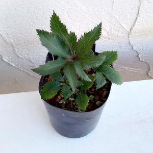 日本花キ流通 原種クリスマスローズ苗 デュメトルム 実生苗 落葉性 9cm