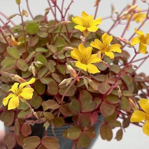 オキザリス 黄昏 2.5ロングポット苗 寄せ植え 花壇 カラーリーフ