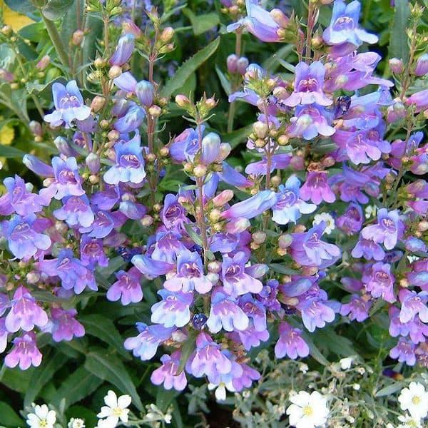 草花の苗 ペンステモン ヘブンリーブルー3.5号ポット