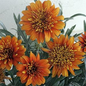 花苗 春苗 アスペルラ オリエンタリスブルー 1鉢 3〜3.5号 お届け中