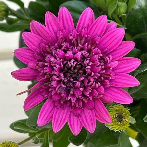 観葉植物：蘇鉄（ソテツ） 3本立((陶器鉢（舟形）／ホワイトorブラック